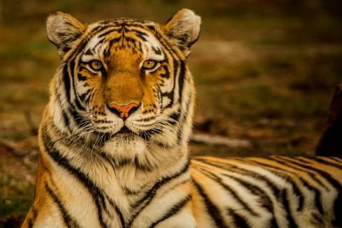 Tigers: The Majestic Giants of the Felidae Family