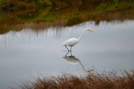 Great Egret: Elegant Hunter of the Wetlands