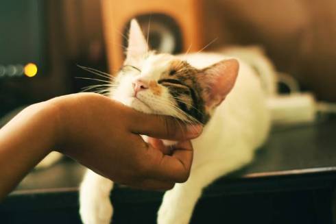 Decoding the Enigmatic "Slow Blink" of Cats