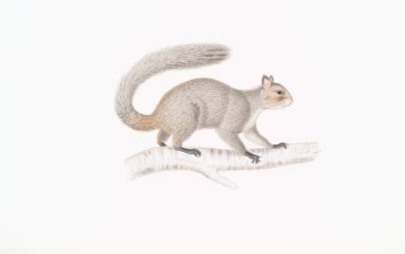 Comprehensive Guide: Sketching a Squirrel with Graphite Pencils