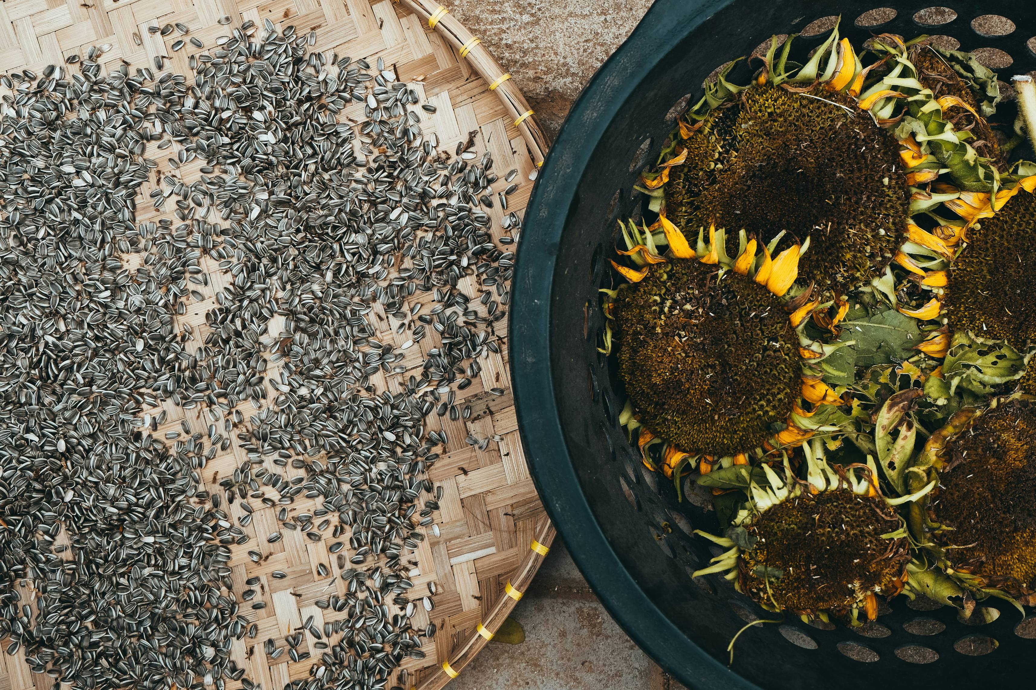 yellow sunflowers close-up photography