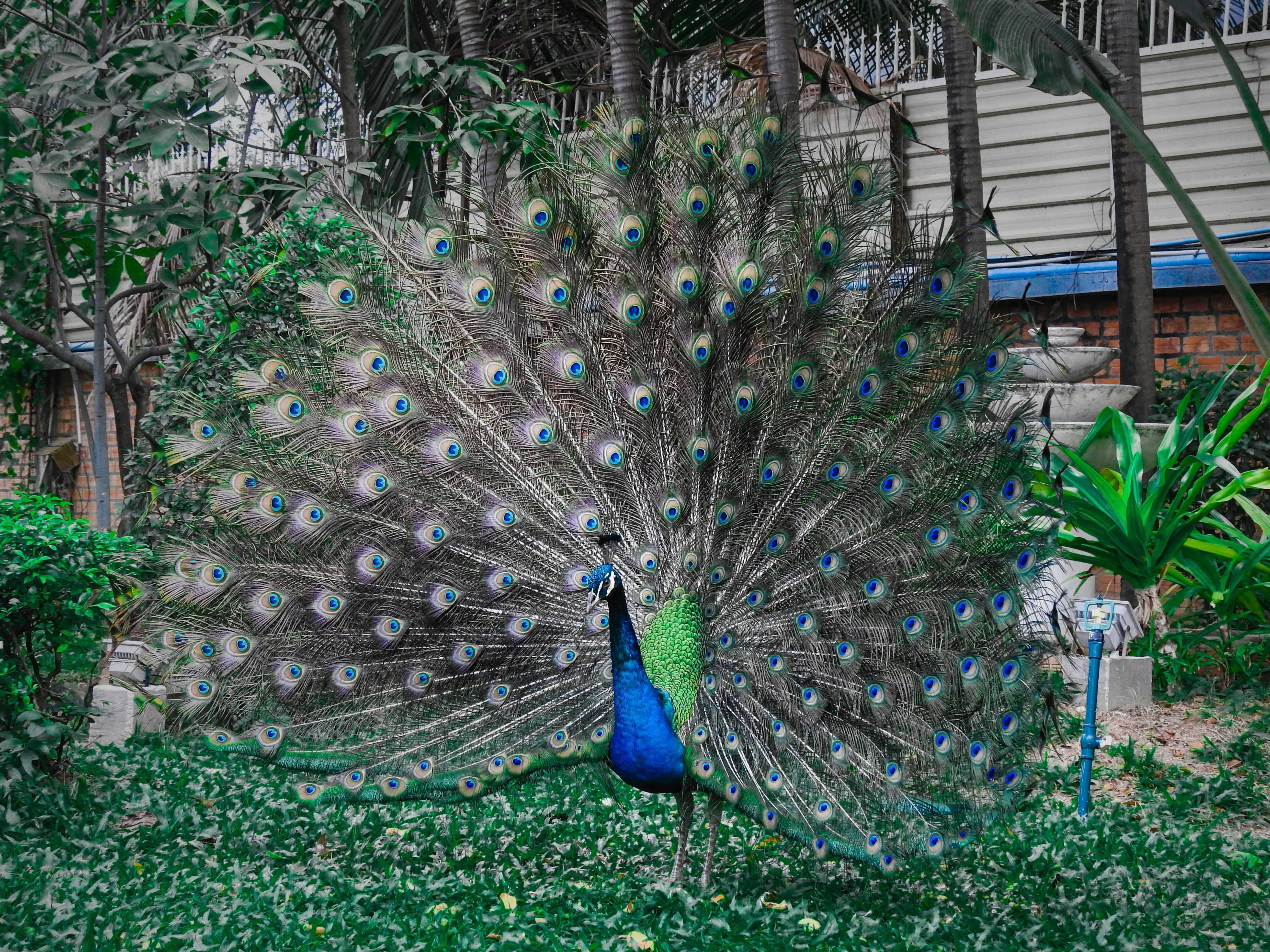 a peacock with its feathers spread out in the grass