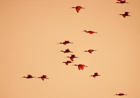 The History and Population Dynamics of the Scarlet Ibis (Eudocimus ruber) in Southern and Southeastern Brazil