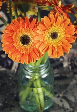 Discover the Diversity: 6 Varieties of Daisies to Illuminate Your Garden