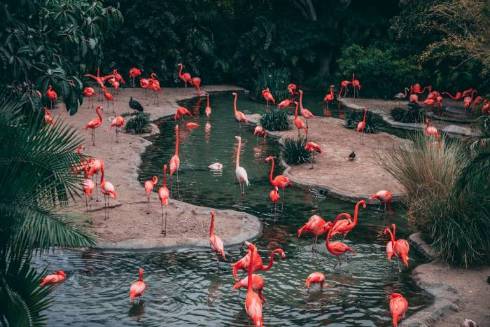Flamingos' Sun-Fighting Beauty Routine: Keeping the Pink Alive