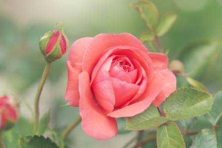 The 6 Most Stunning Roses in the World