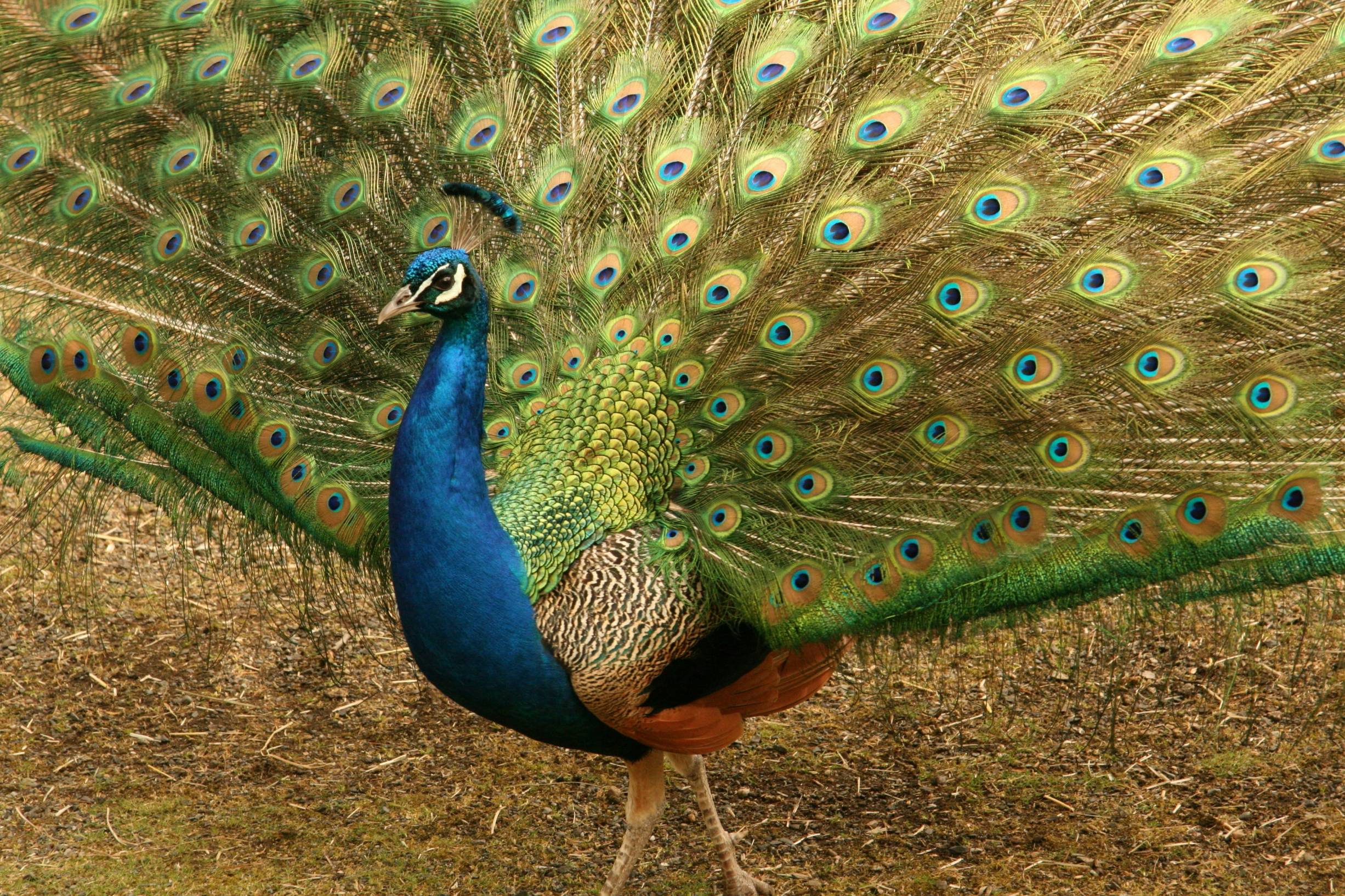 A peacock with its feathers spread out