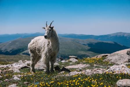 The Most Majestic Mountain Goat: An In-Depth Look