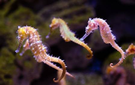 Intriguing Seahorse Insights for Children